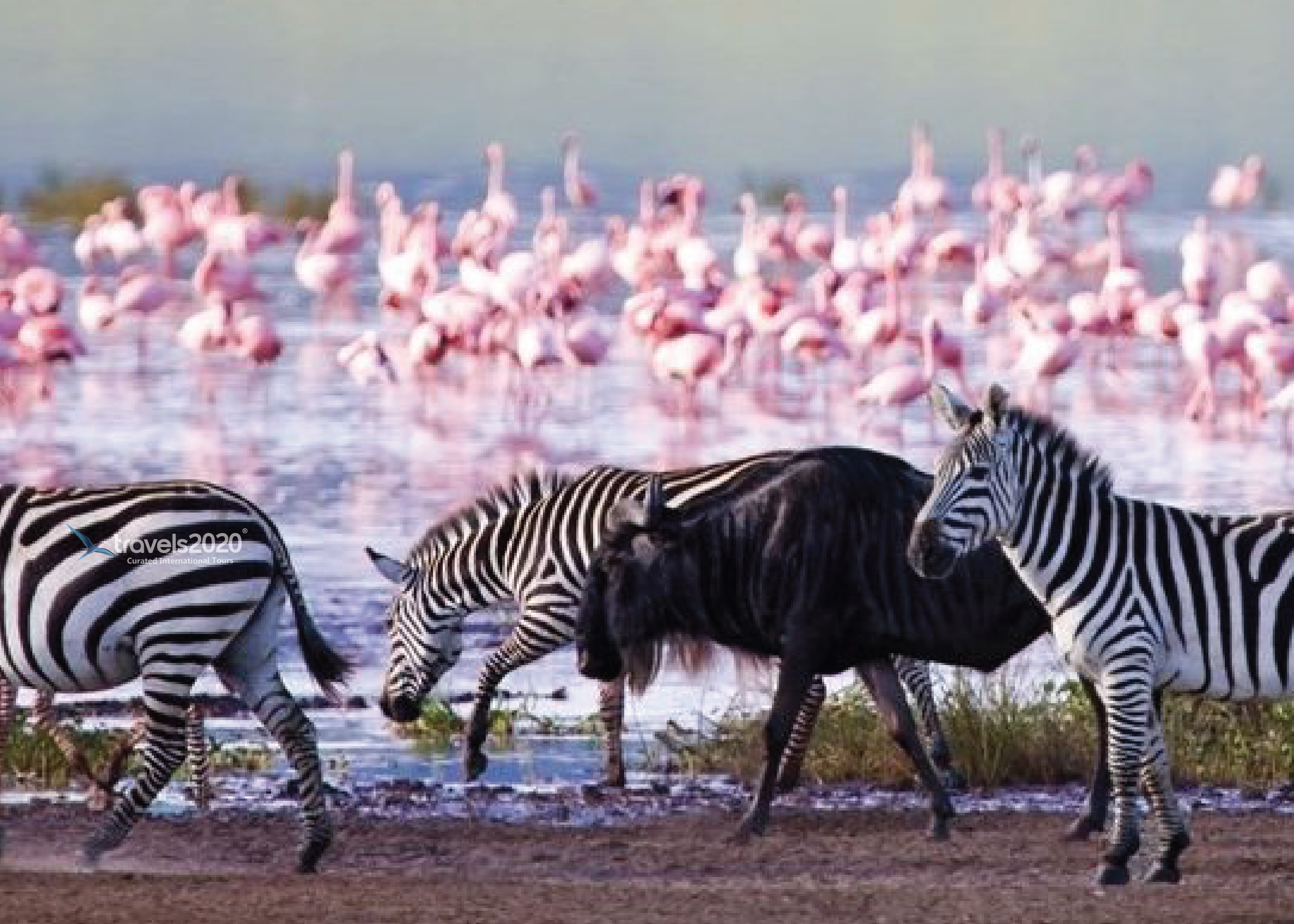 Masai Mara  Witness The Big Five In Kenya