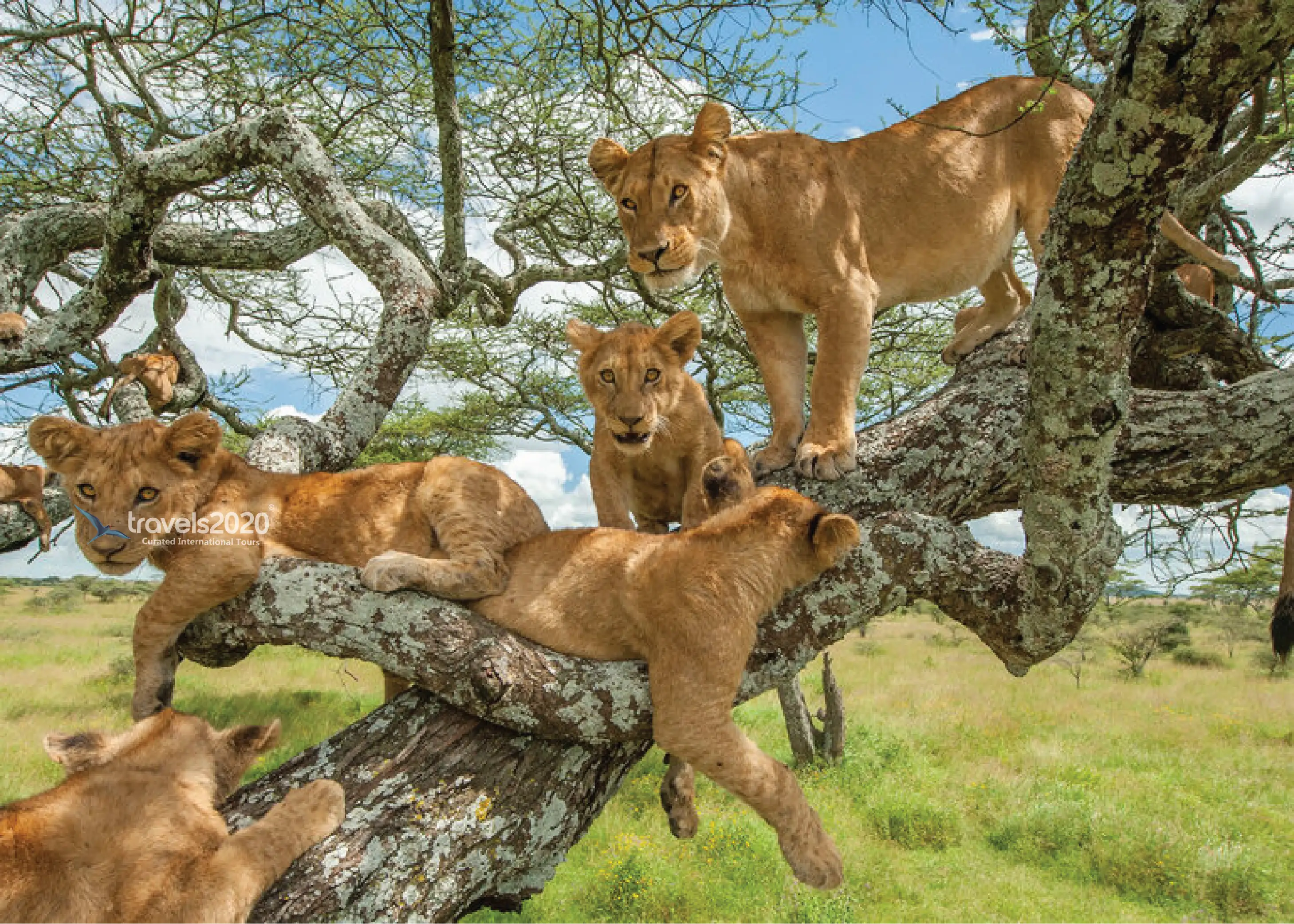 Tanzania Platinum Safari Experience