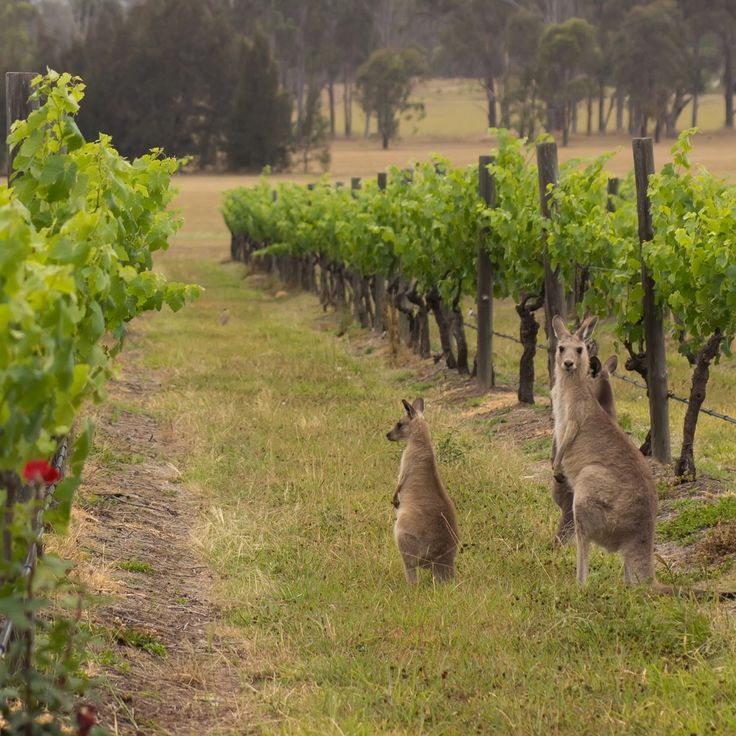 Ultimate Australia Getaway – City Vibes & Mountain Magic