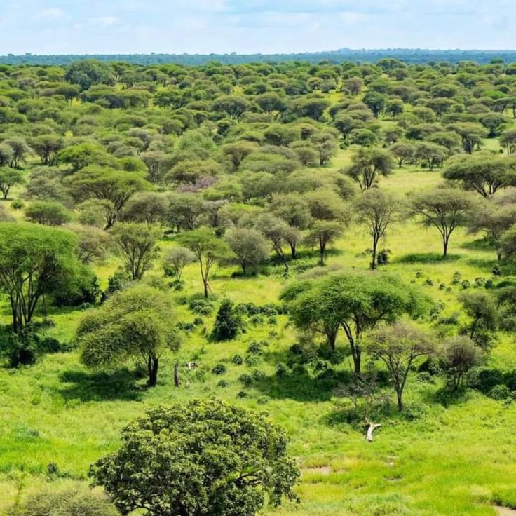 Classic Kenya Safari – Masai Mara and Amboseli Experience